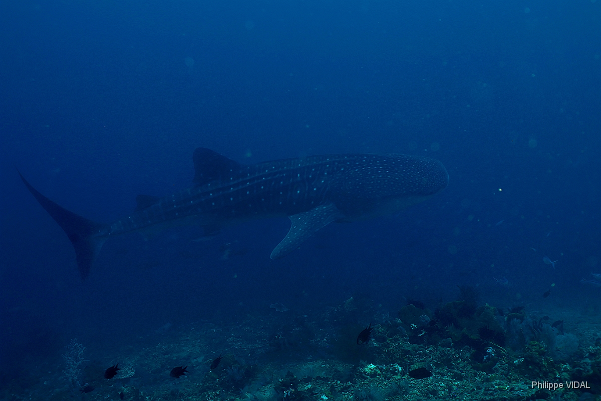 Bali - 2016 - Whale shark - Requin baleine - Rhincodon typus - IMG_5884_rc.jpg